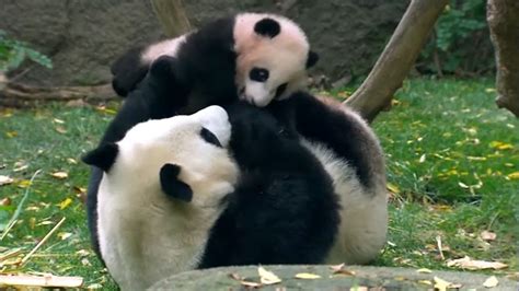 are all pandas in united states on loan from china